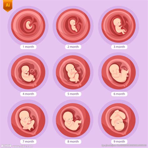 胎儿发育过程设计图__广告设计_广告设计_设计图库_昵图网nipic.com