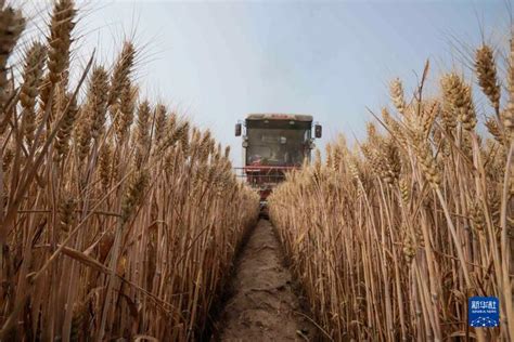 全市33.2万亩小麦开始收割 夏粮喜获丰收