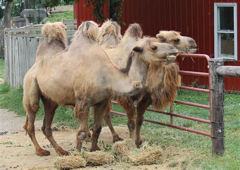 Image result for Decatur IL Attractions