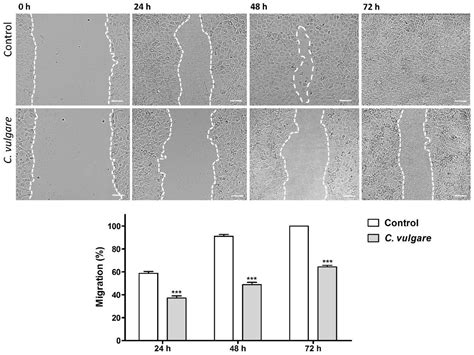 Antitumor Activity of Whole-Plant Extracts from In Vitro Cultured and ...