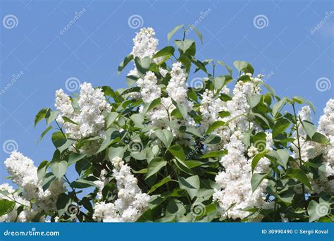 White lilac bush stock photo. Image of lilac, colorful - 30990490