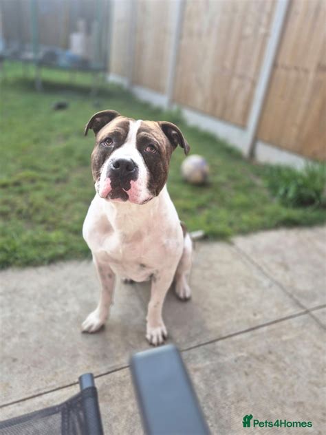 American staffy dog for sale in Liverpool | Pets4Homes