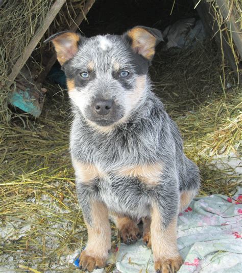Pitbull Queensland Mix Azonto, Male Australian Cattle Dog,Mix | Animal