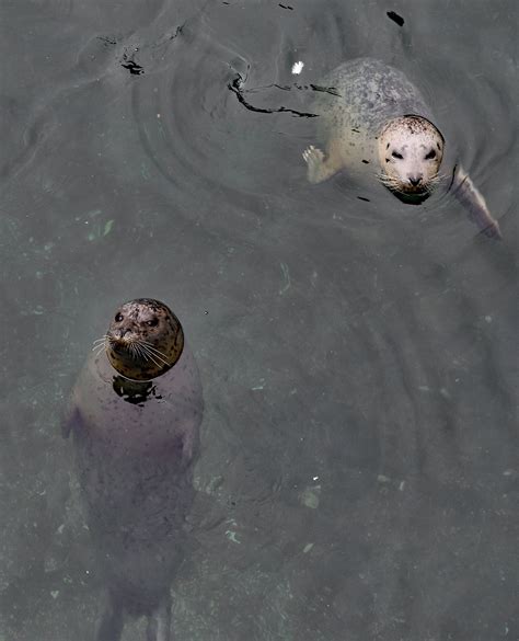 harbor seals in Victoria, BC, Canada in 2025 | Silly animals, Harbor seal, Sea lion