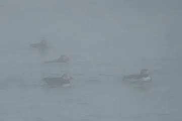 Image result for Bird Fail