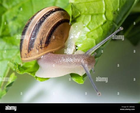 Italy, Helix Aspersa Muller, snail or common Italian snail Stock Photo - Alamy