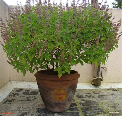 12 Herbal Tea Plants