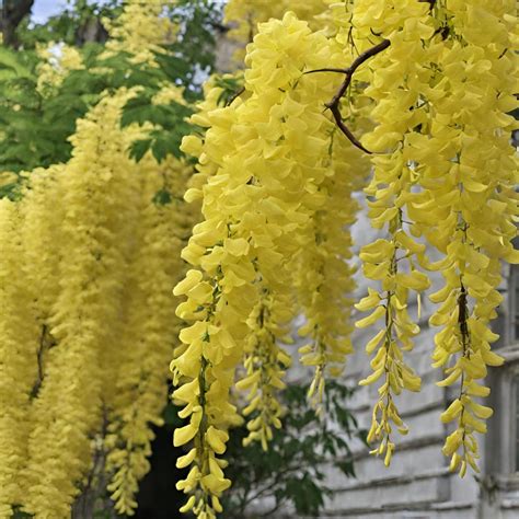 M-Tech Gardens Hybrid Yellow Wisteria Flowering Tree Seeds (10 Seeds ...