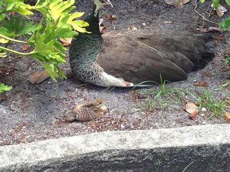 I think this explains the coloration scheme of a ground nesting Indian Blue peahen pretty well ...