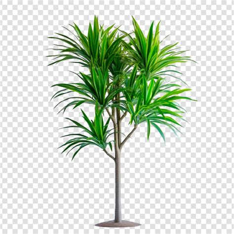 Page 5 | Images de Arbuste Png – Téléchargement gratuit sur Freepik