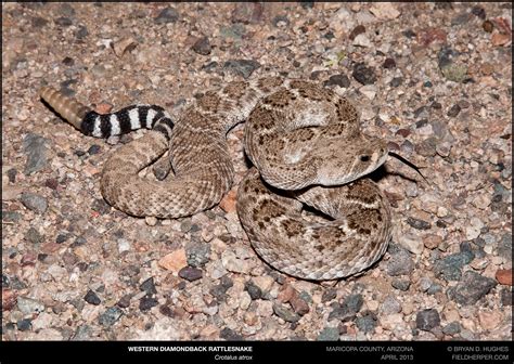 Western Diamondback Rattlesnake Range Map at Darlene Gilbert blog