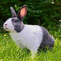 Image result for Baby Wild Rabbits Eat What