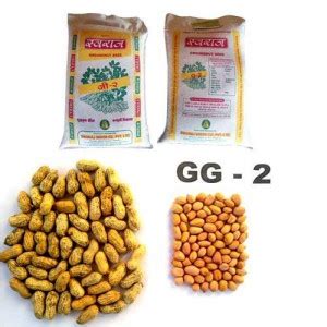Groundnut Seeds - Swaraj Seeds Company Pvt. Ltd.