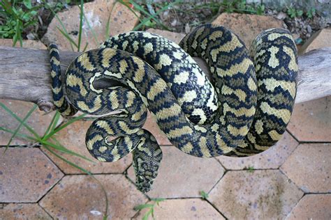 Image result for Adult Coastal Carpet Python