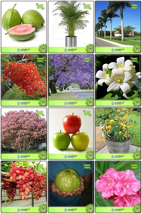 Creative Farmer Garden Seeds Combo Fruit & Fruit : Apple, Lemon Seeds ...