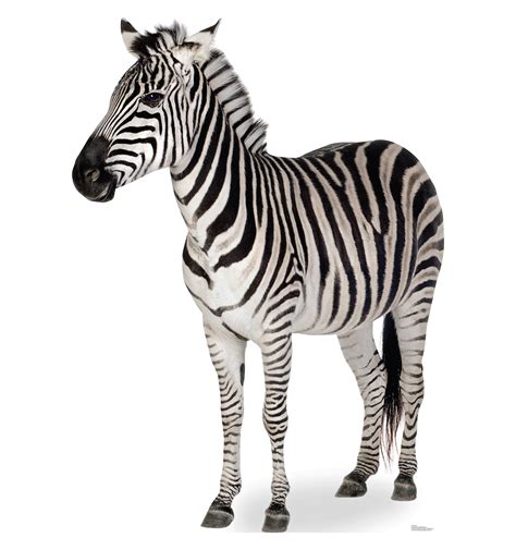 zebra 的图像结果