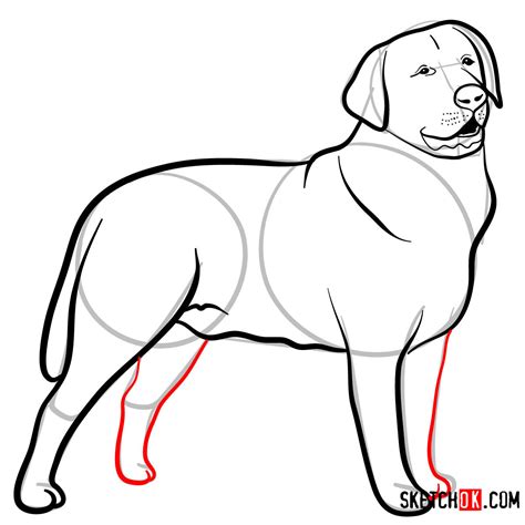 Image result for Labrador Drawing Tutorial