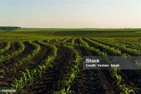 Image result for Small Corn Field