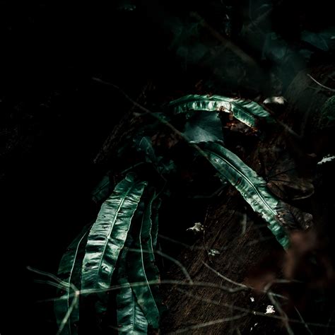 Download wallpaper 3415x3415 leaves, plant, dark, green, dry ipad pro ...