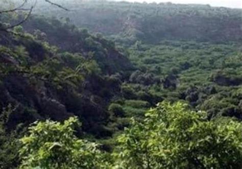 राजस्थान में 15 लाख पेड़ कटाई की तैयारी, पर्यावरणविदों ने विरोध में ...