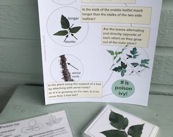 Buy Digital Poison Ivy Identification Bundle | Learn How to Identify ...