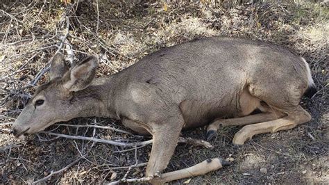 Elementary Kids Find Wounded Deer on Green River School Grounds, G&F Investigates | Cowboy State ...