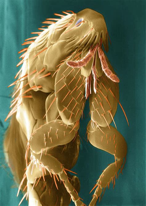 Flea Microscope 的图像结果