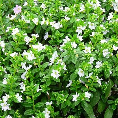 Khufiya | Cuphea Hyssopifolia (Kufiya) Mexican Heather | False Heather ...
