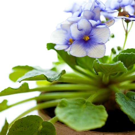 African Violet Potting Soil