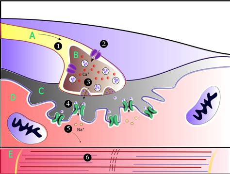 Muscle Contraction Process 的图像结果
