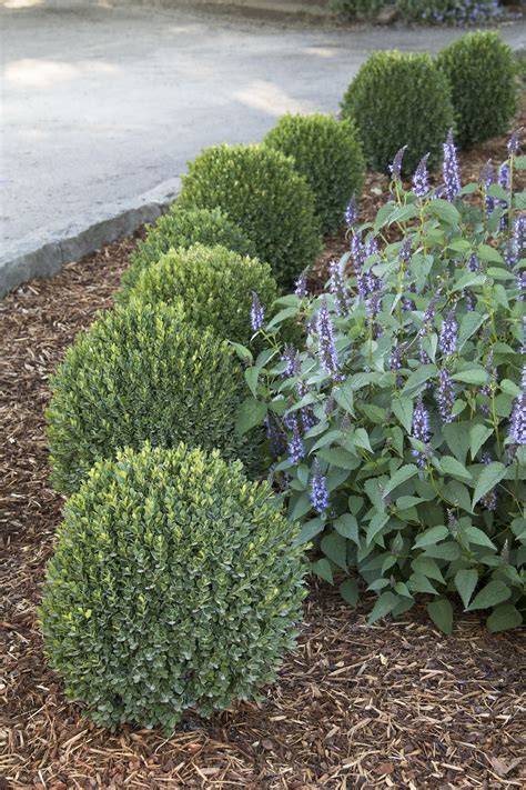 Flowering Boxwood Shrubs