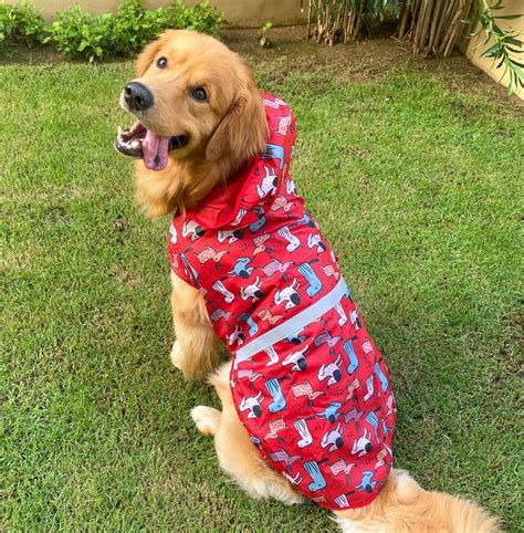 Buy Colourful Printed Dog Raincoats Online l Lana Paws