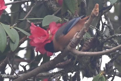 YULE TEA RETREAT (Mim Tea Garden) - Guesthouse Reviews, Photos, Rate ...