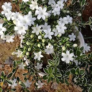 Snowbush Live Plant Set (Pack of 2) : Amazon.in: Garden & Outdoors