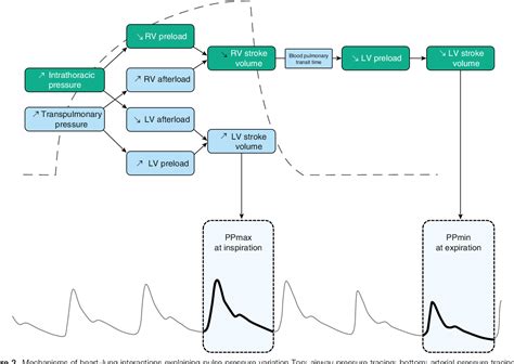 Image result for Pulse Pressure Variation Explained