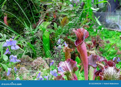 Carnivorous Plant Sarracenia Purpurea (American Pitcher Plant). Stock ...