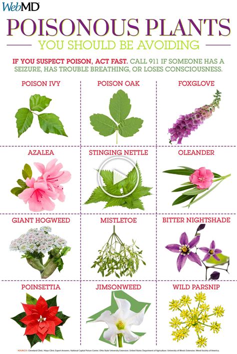 A guide to poisonous plants you should be avoiding. | Poisonous plants, Deadly plants, Poison ...