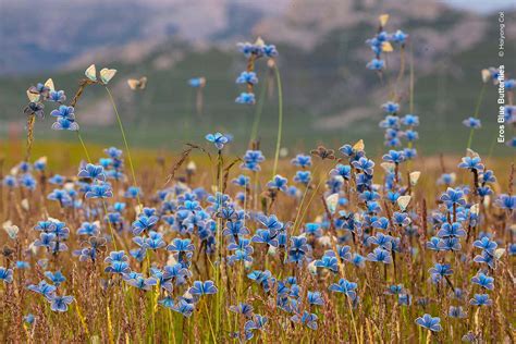 International Ethological Congress on Behaviour 2025