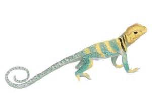 Image result for Common Collared Lizard How to Draw