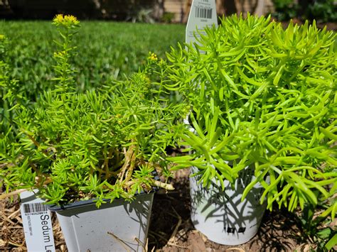 Sedum Lemon Ball