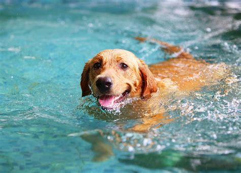 Dogs Swim Lessons 的图像结果