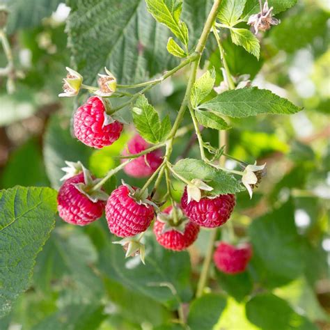 Planting Autumn Raspberry Plants 的图像结果