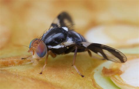 Sympatric Speciation Apple Maggot Fly