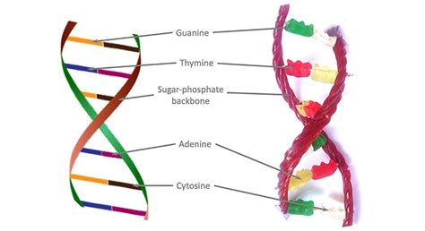 Image result for DNA Simple Homemade Model