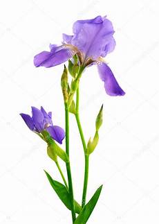 iris fiore immagini fiore di iris isolato su bianco foto stock iris fiore immagini fiore di iris isolato su bianco foto stock