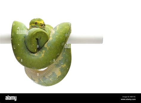 Image result for Green Tree Python Underside