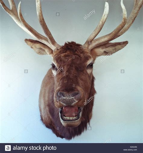 Close Up Deer Stock Photos & Close Up Deer Stock Images - Alamy