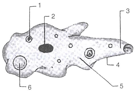 Classification of Plants Solutions - Biology Class 7 ICSE ...