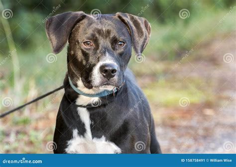 Beagle Labrador Mixed Breed Dog with Blue Collar and Leash Stock Image ...