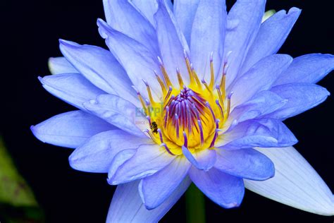 Lotus Flower Of Egypt: Symbolism and Meaning